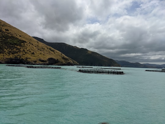 body of water in Akaroa New Zealand
