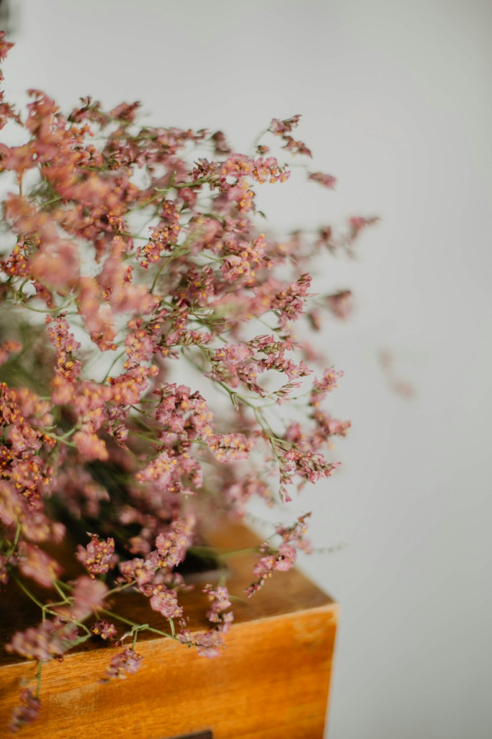 brown flowers