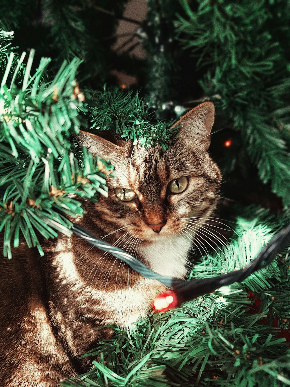 short-coated brown cat