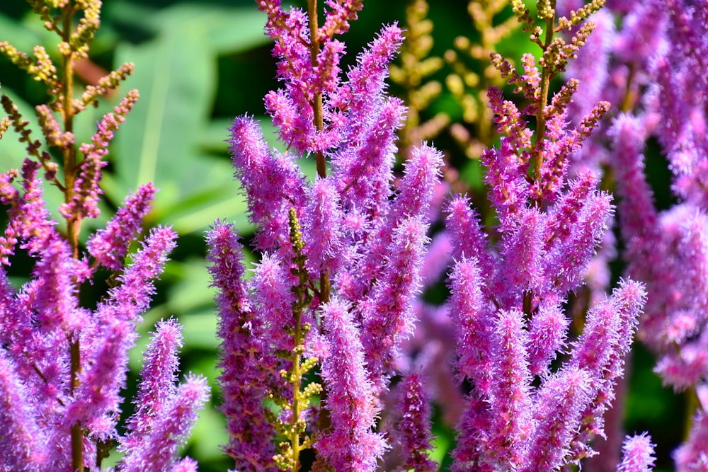 pink flowers