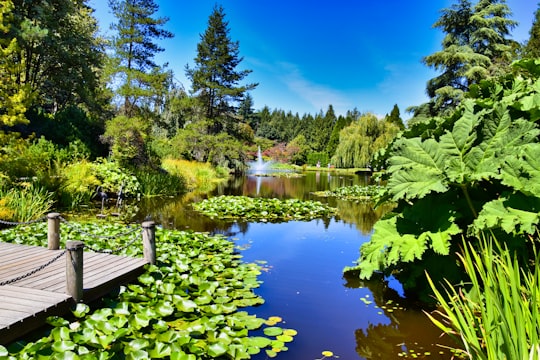 wooden platform on river in VanDusen Botanical Garden Canada