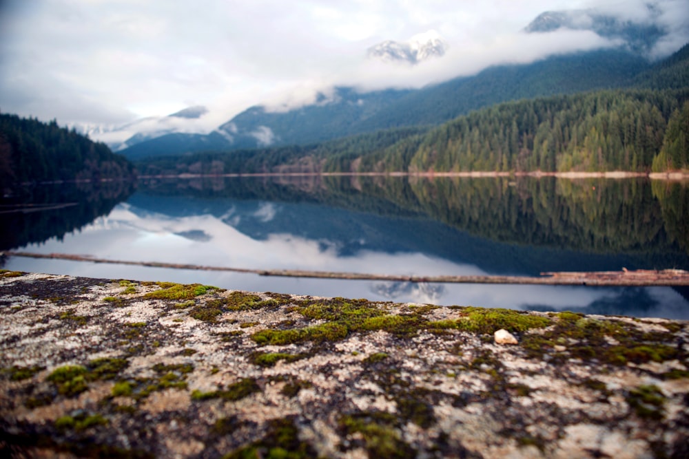 landscape photography of green-leaved trees showing reflection on body of water