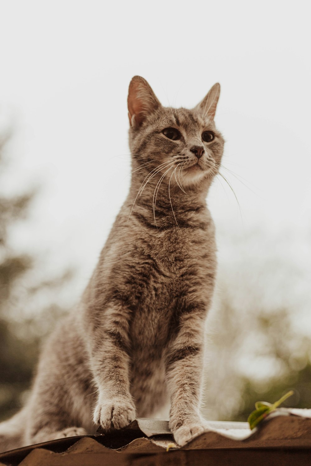 grey tabby cat on roof