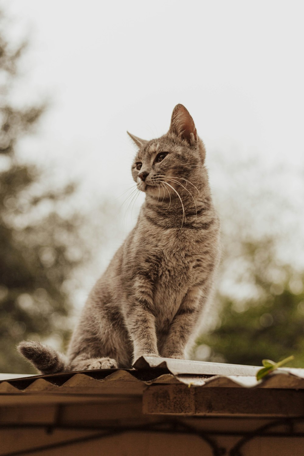 selective focus photography of brown cat during daytime