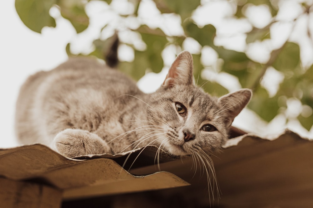 selective focus photography of brown cat on roof during daytime