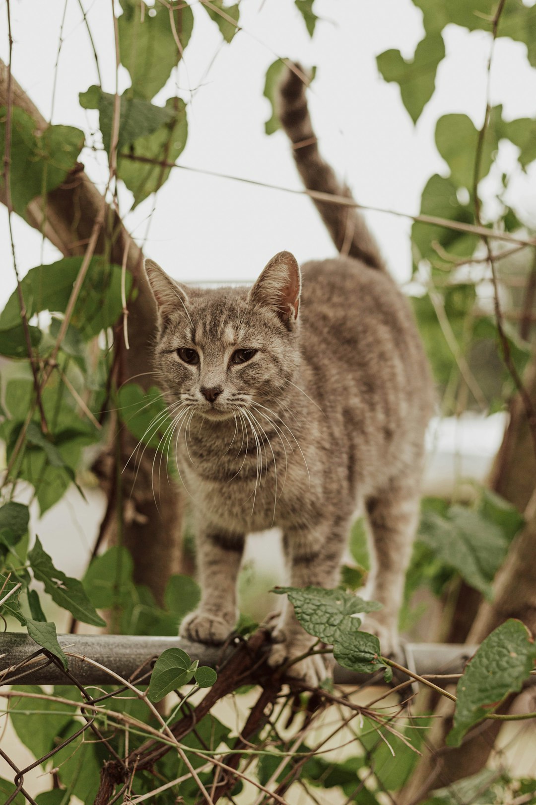 grey tabby cat on tree