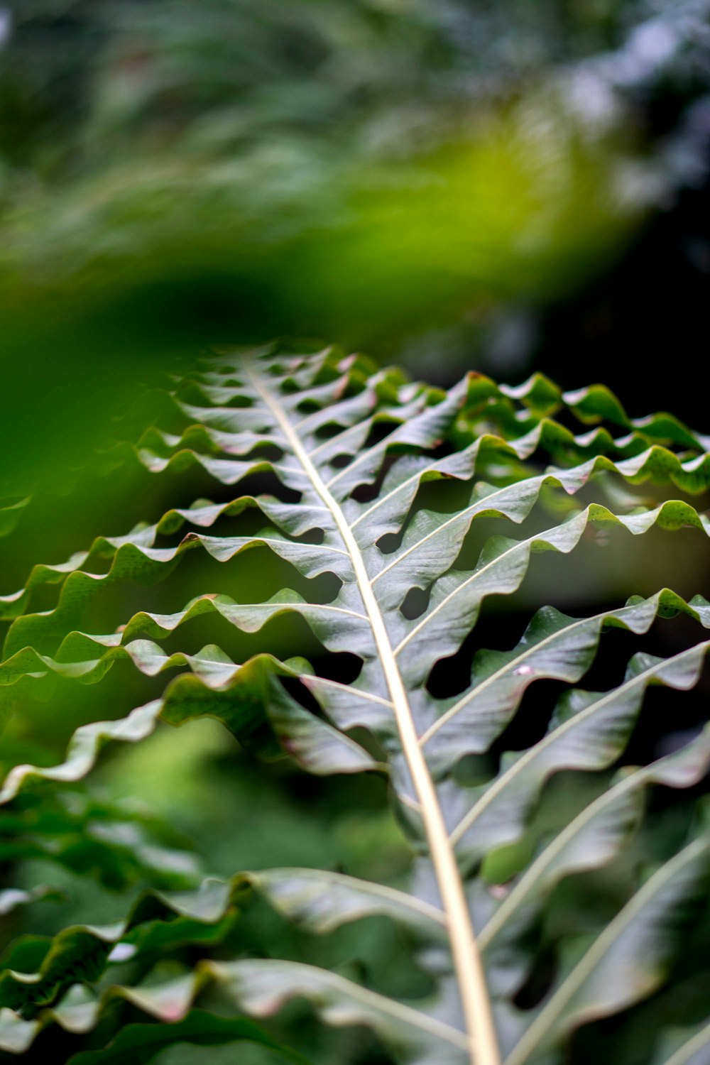 green leafed plant