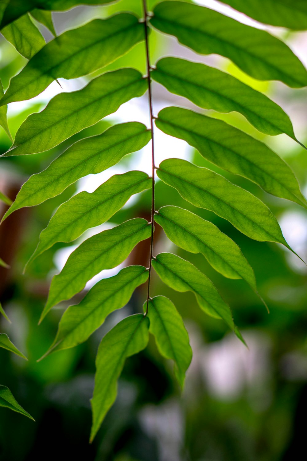 green leaf