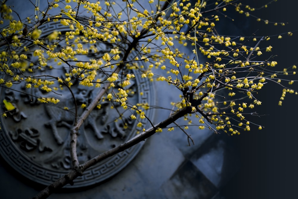 flores de pétalos amarillos