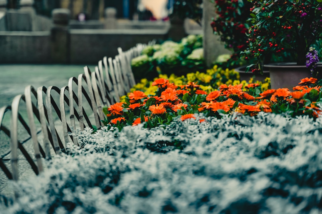 orange flowers in fence