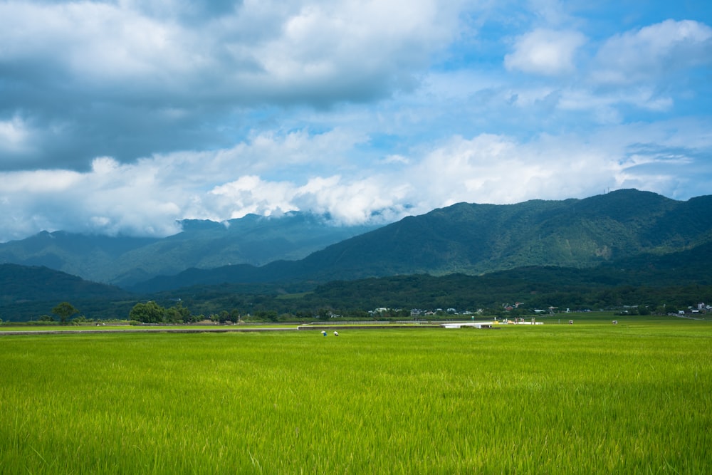 green grass field