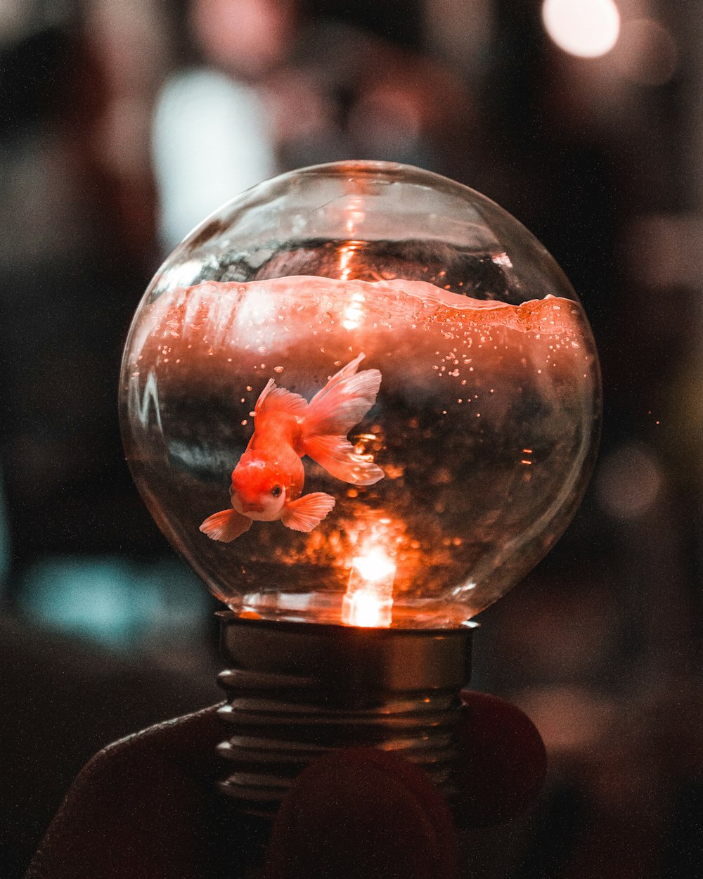 poisson rouge dans un bol en verre