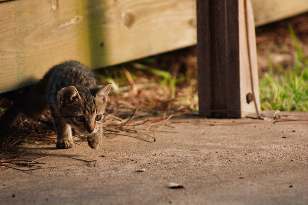 brown tabby kitten