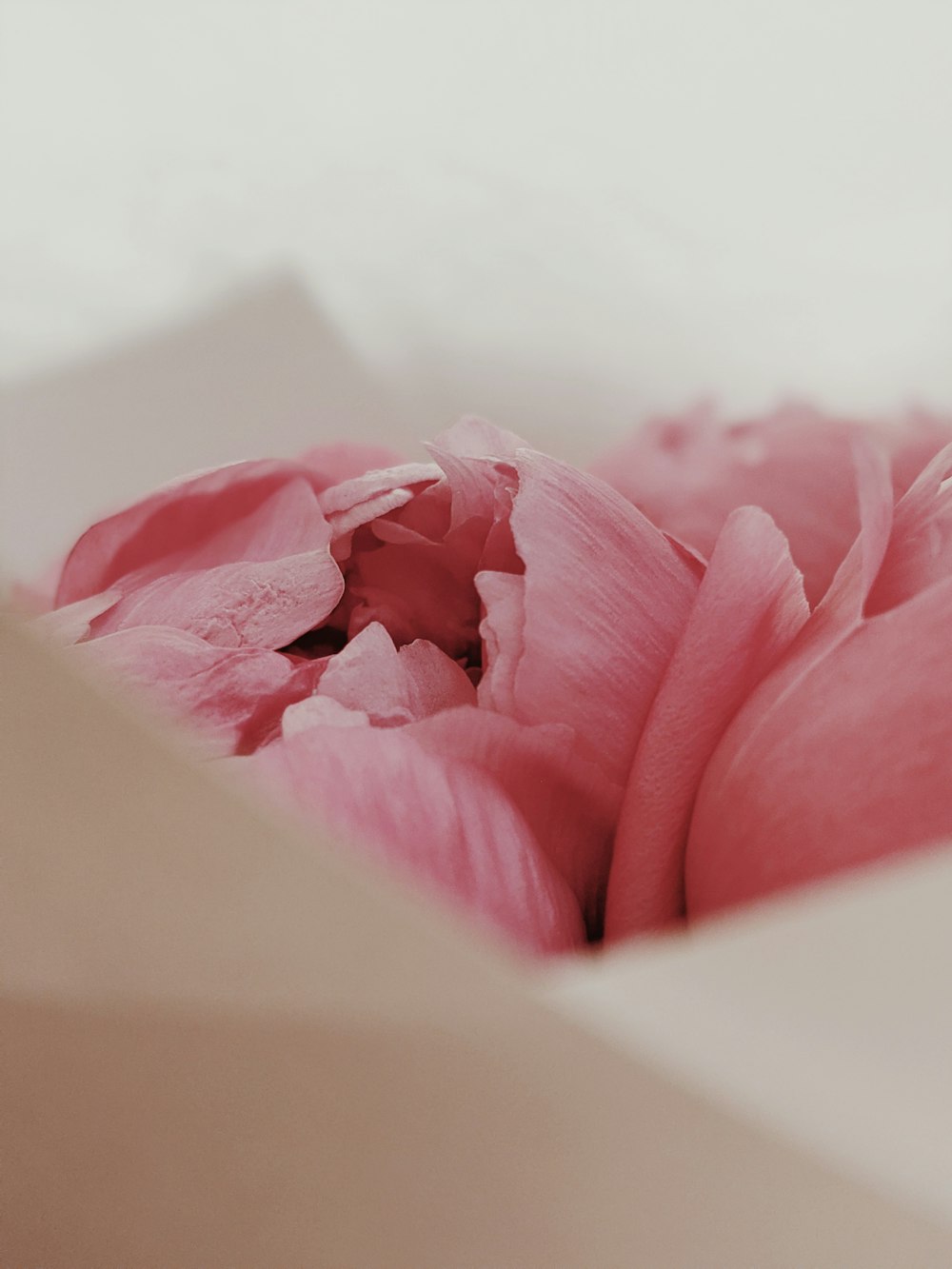 pink-petaled flowers