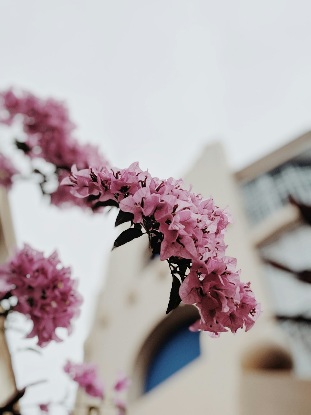 pink bougainvilleas