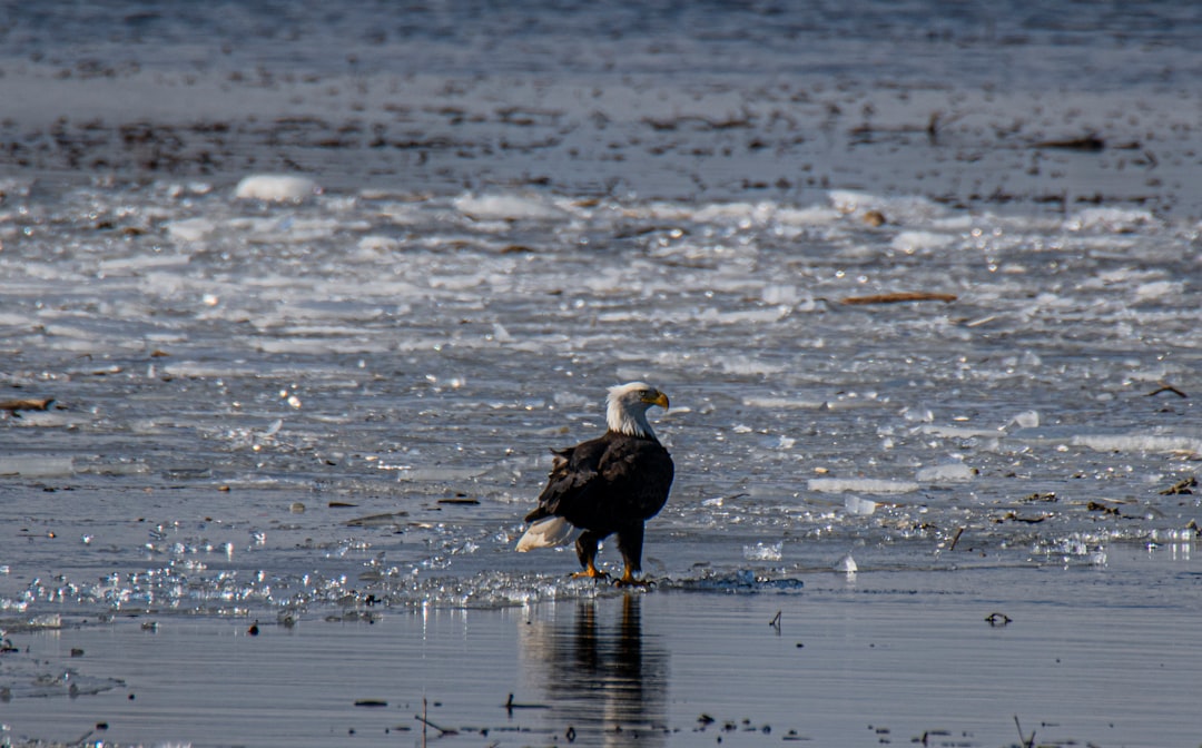 black and white bird on beach line