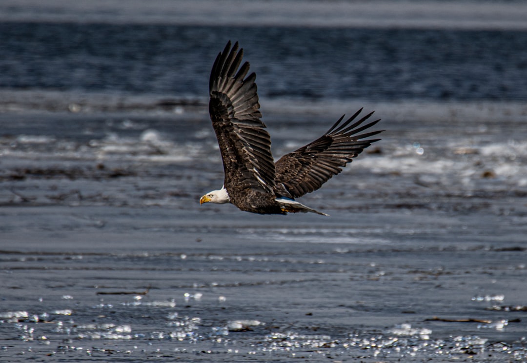bald eagle on flight
