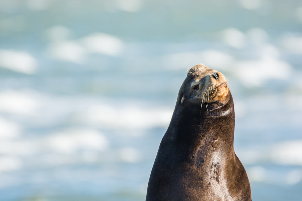 sea lion