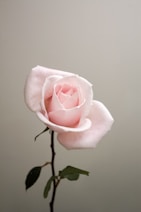 pink rose