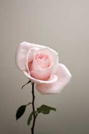 pink rose