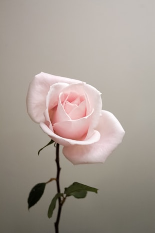 pink rose