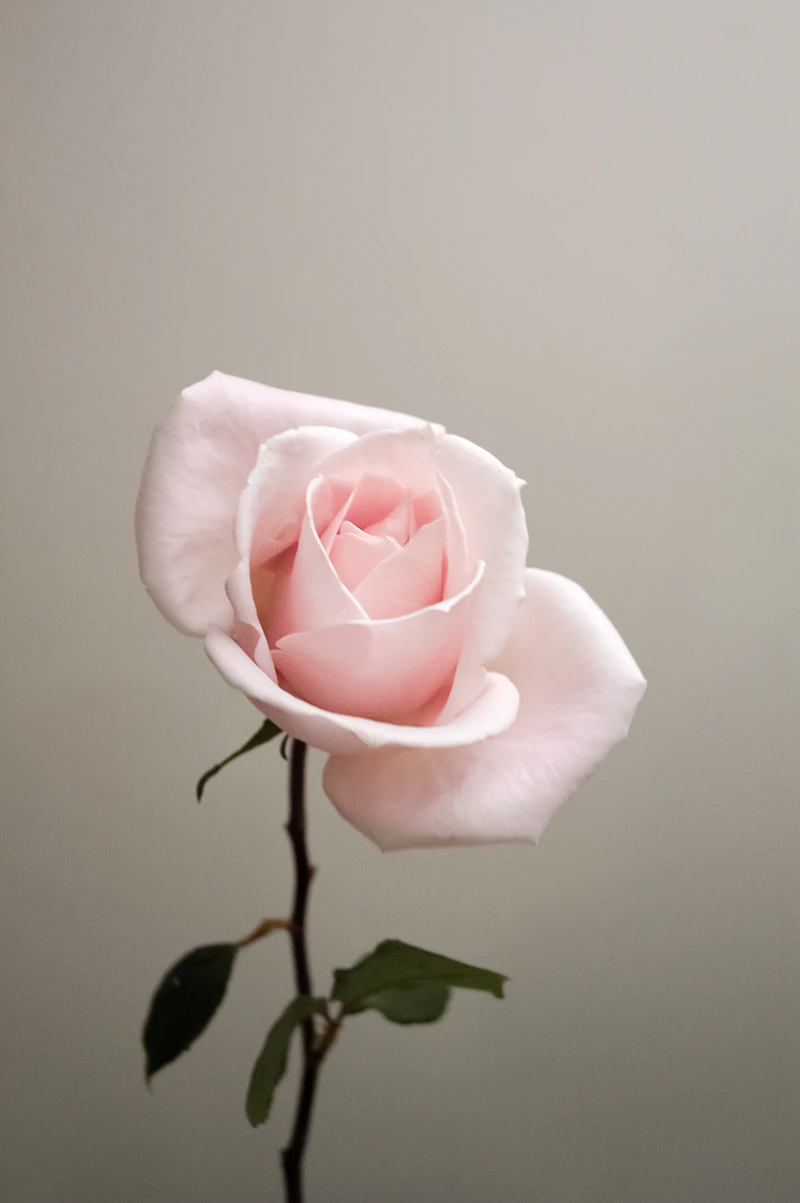 Close up of fragrant pink rose petals