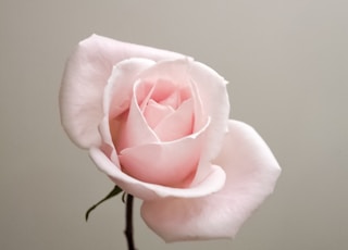 pink rose