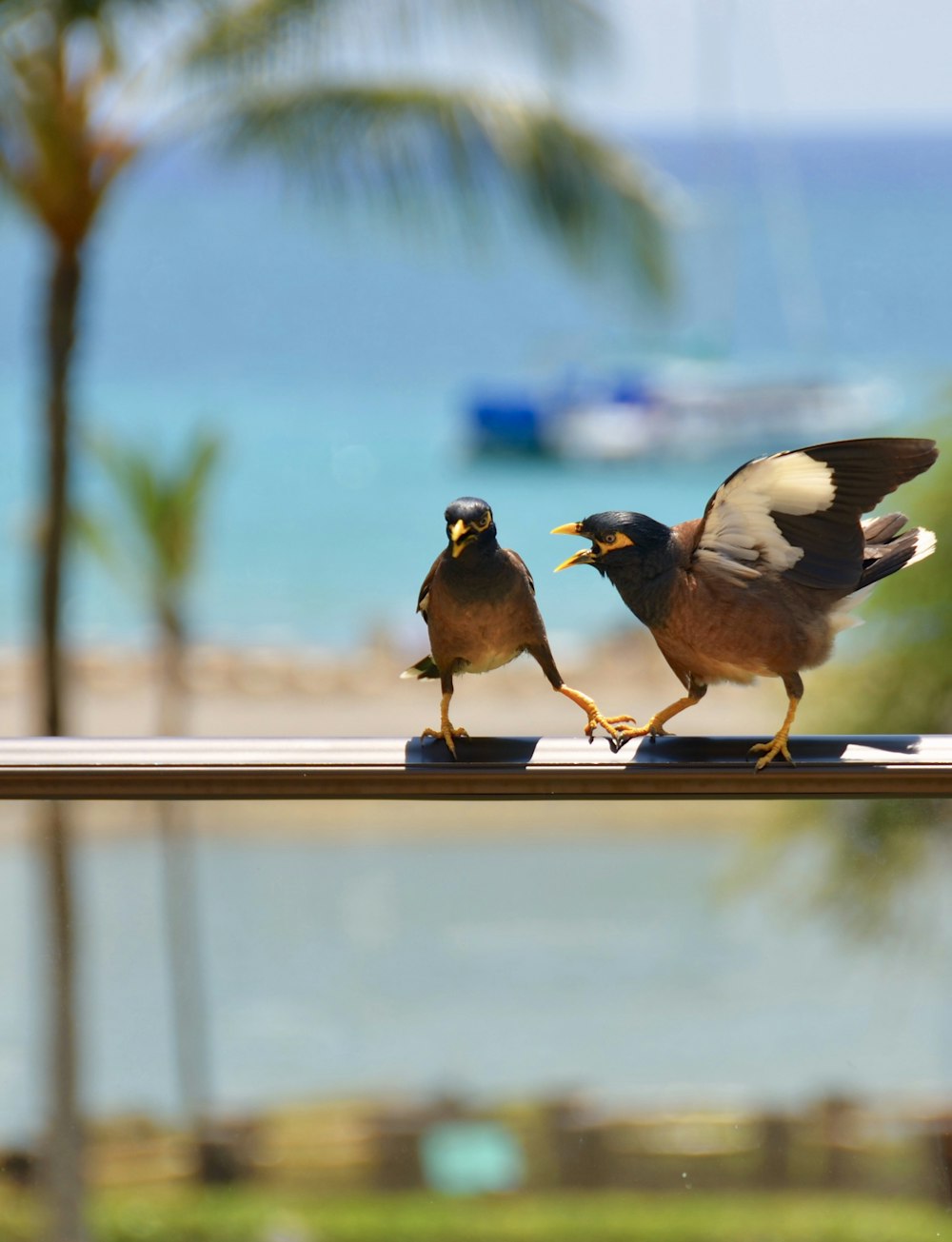 shallow focus photography of two brown birds