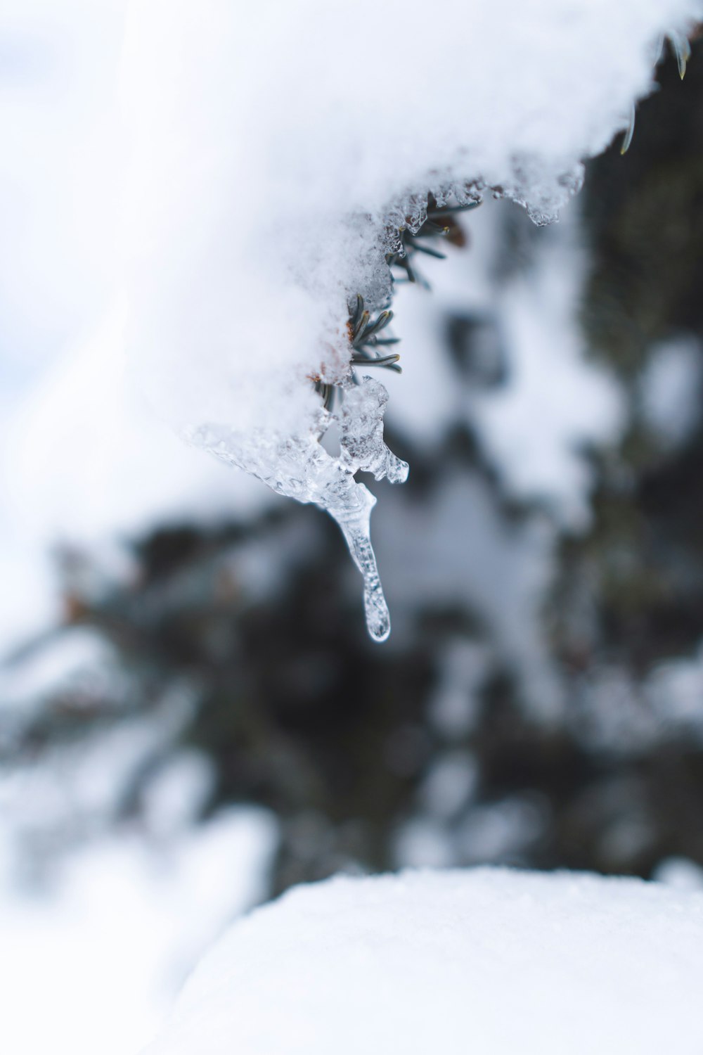 snow covered tree during day