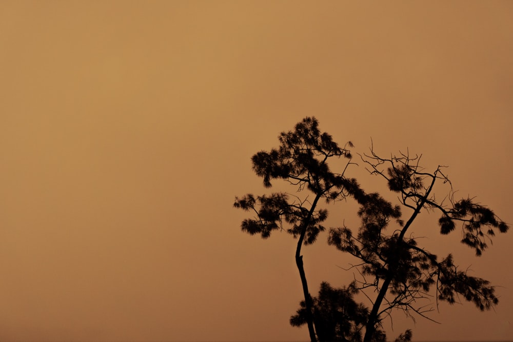 silhouette of tree