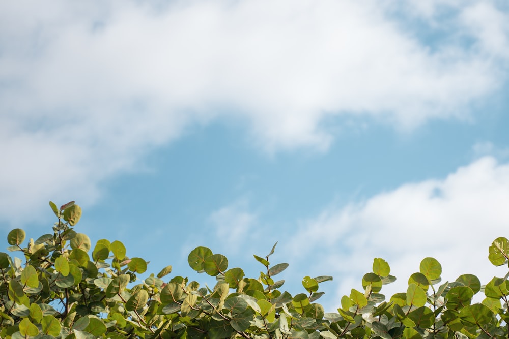 green leafed plant