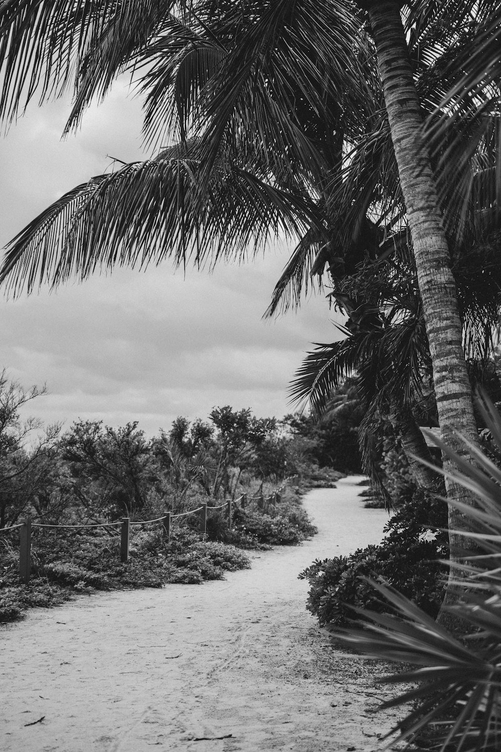 grayscale photo of trees near body of water