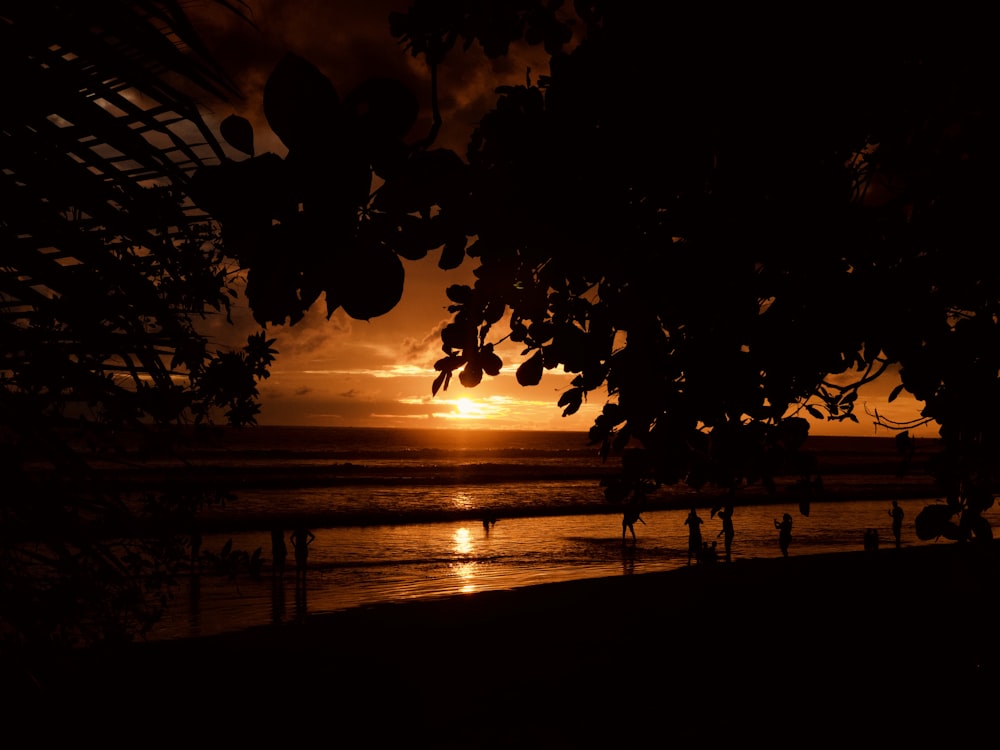 trees on beach