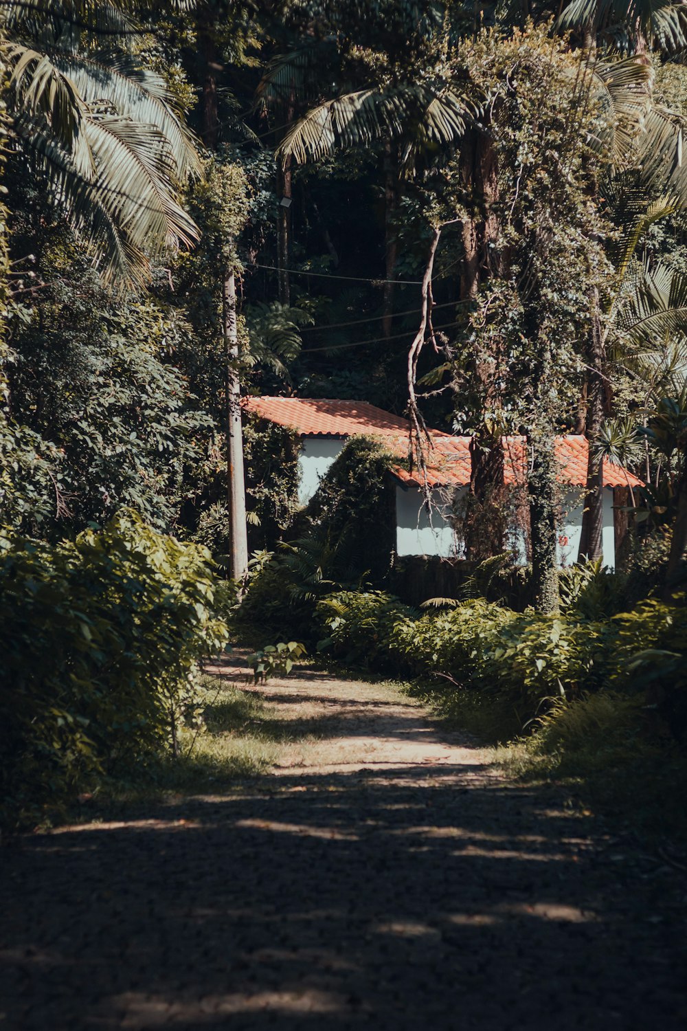 house surrounded by trees