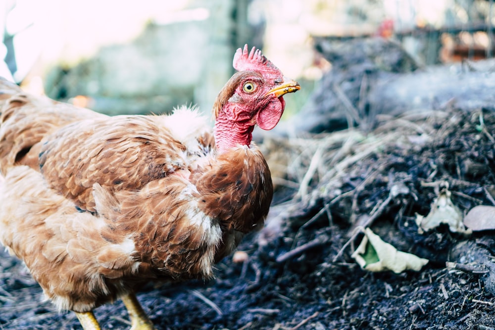 brown hen