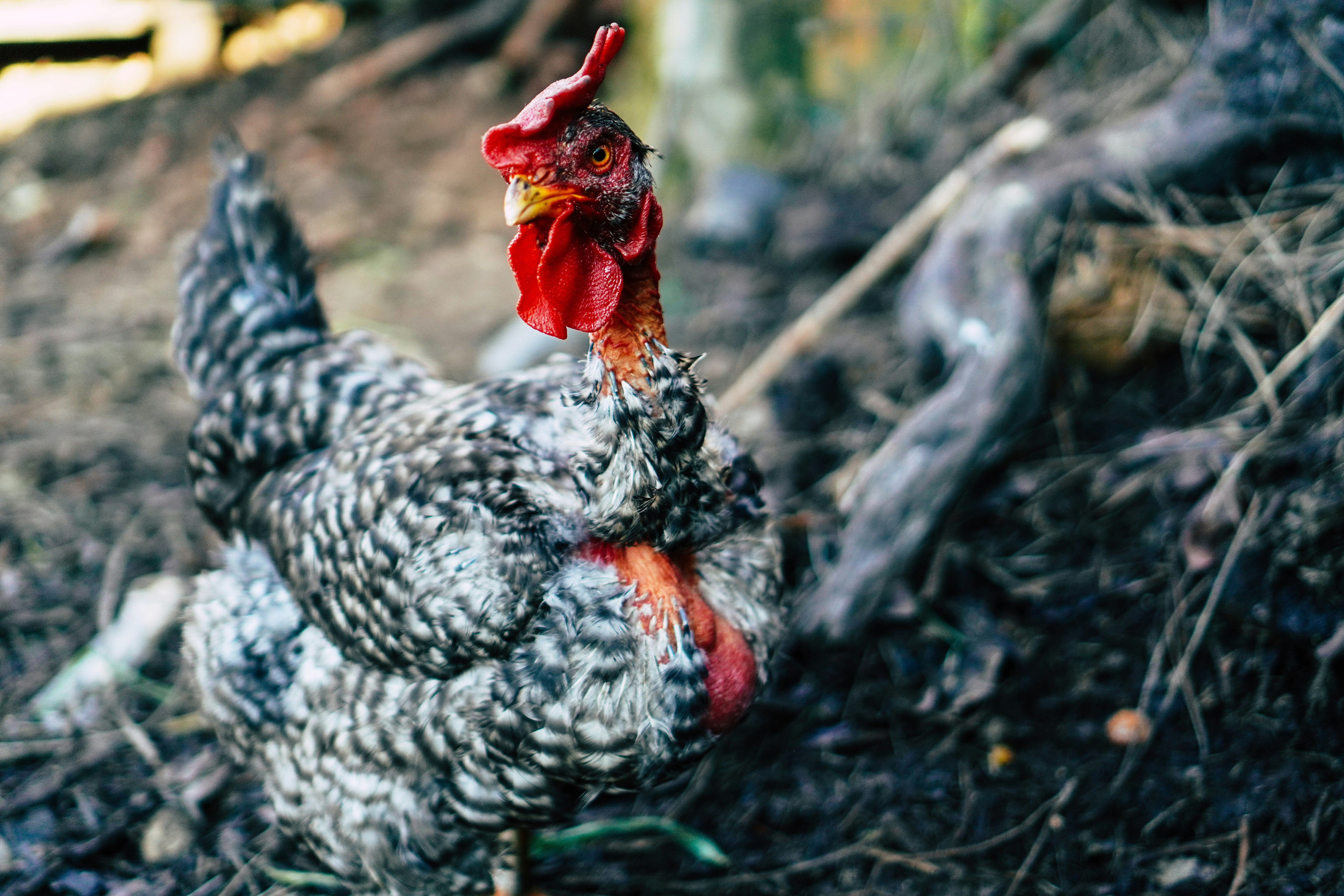 Photo by danielsalgado