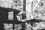 A primate is in a structured enclosure, possibly a zoo or sanctuary. The animal is positioned on a platform made of metal mesh with a surrounding fence.