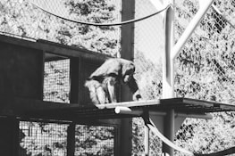 A primate is in a structured enclosure, possibly a zoo or sanctuary. The animal is positioned on a platform made of metal mesh with a surrounding fence.