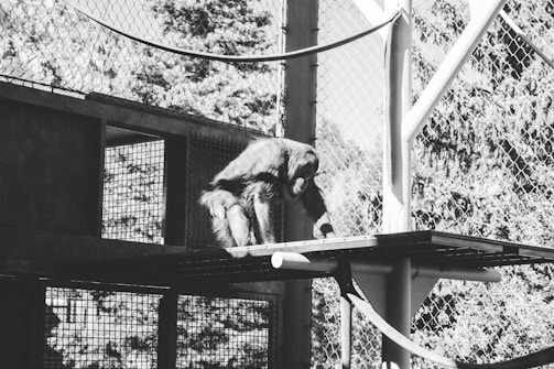 A primate is in a structured enclosure, possibly a zoo or sanctuary. The animal is positioned on a platform made of metal mesh with a surrounding fence.