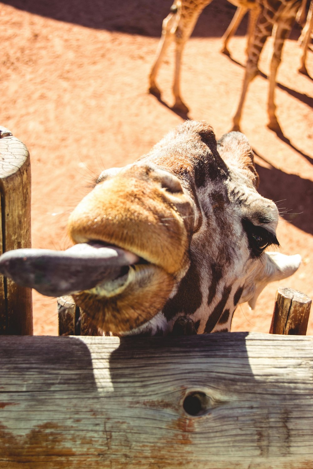 giraffe in cage