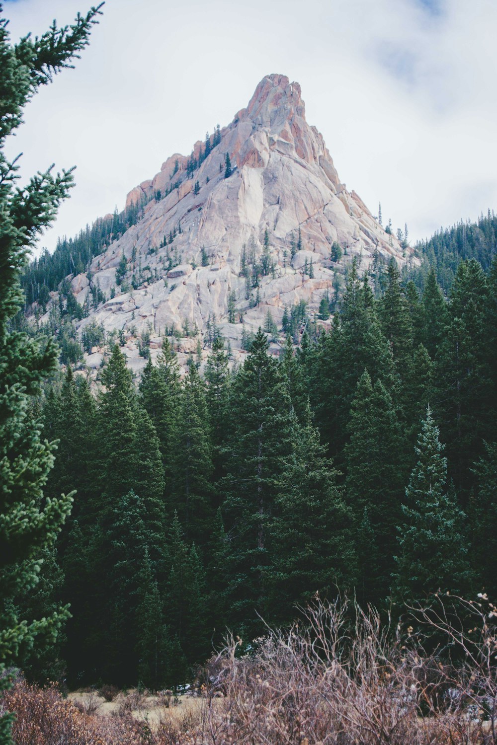 낮의 산맥과 푸른 소나무 사진