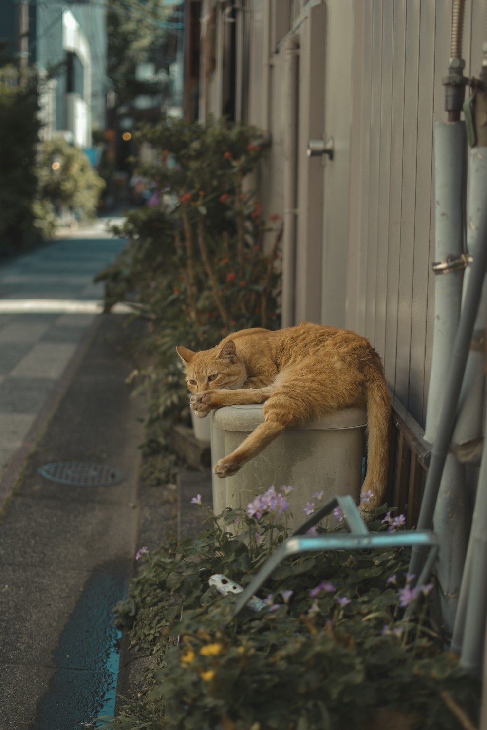 주황색 줄무늬 고양이