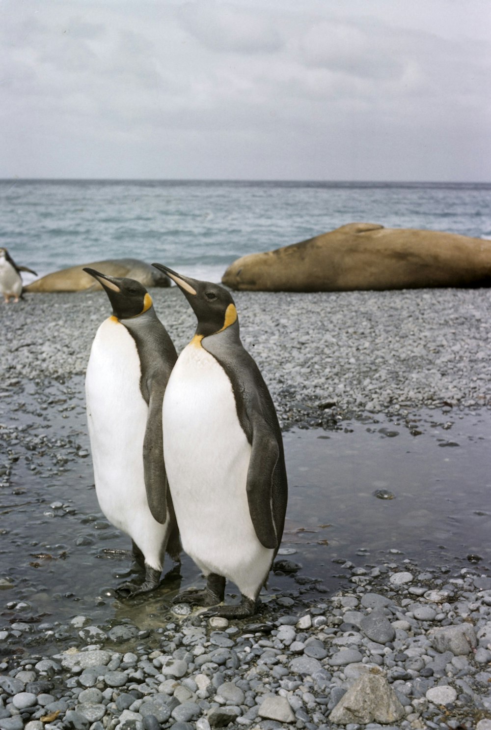 Pingüinos blancos y negros