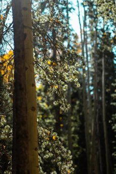 A serene morning light filtering through dense forest trees in San Carlos, Antioquia, highlighting the natural beauty of Joya Lunar's living ecosystem.