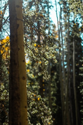 Sunlight filtering through rudraksha trees in the serene forests of Uttarakhand.