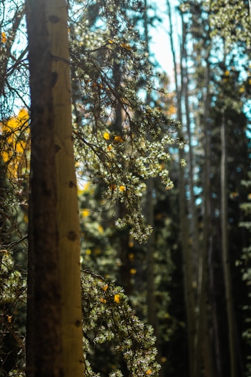 Sunlight filters through a dense forest with tall trees, highlighting the intricate needle-like branches. The atmosphere is serene and calm, with a play of light and shadows creating a mosaic of green and brown hues.