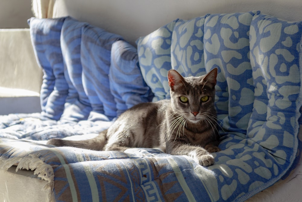 short-coated gray cat