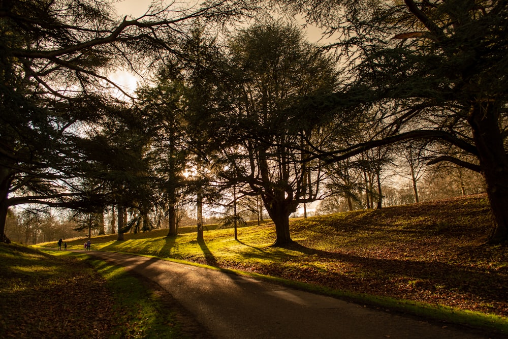 gray road surrounded with trees