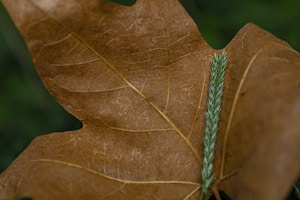 Virginia Gold Royale