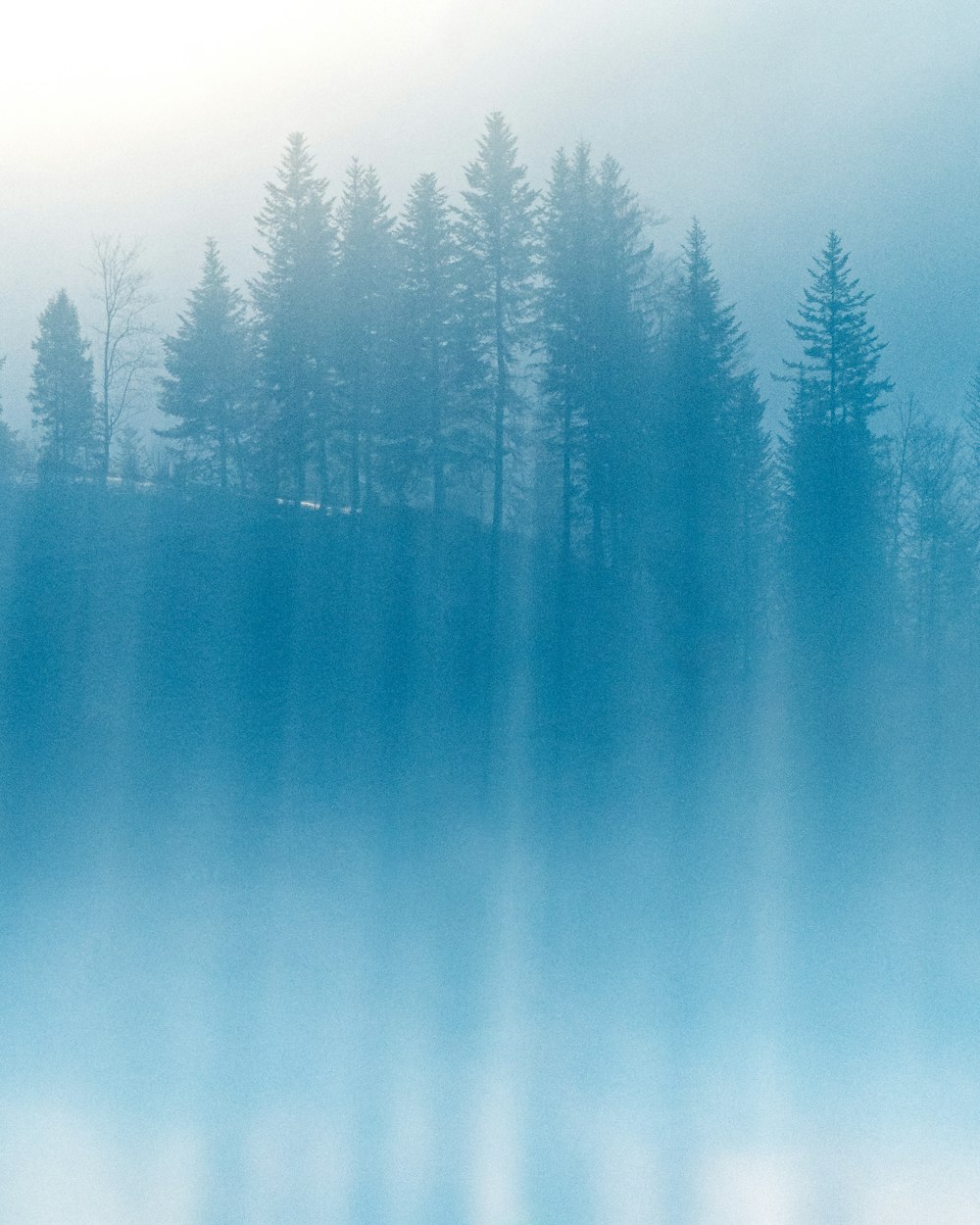 a foggy forest filled with lots of trees